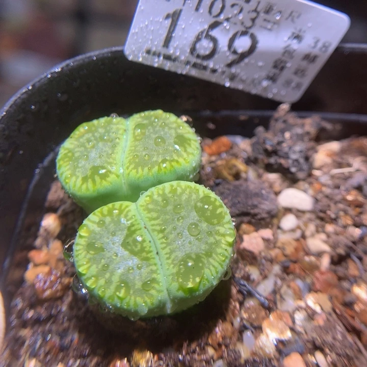 精品生石花1023.169