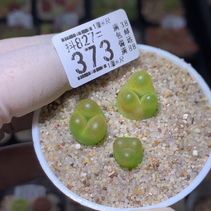精品生石花827.373