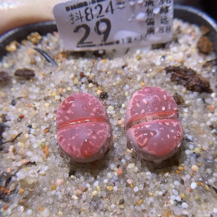 精品生气花824.29