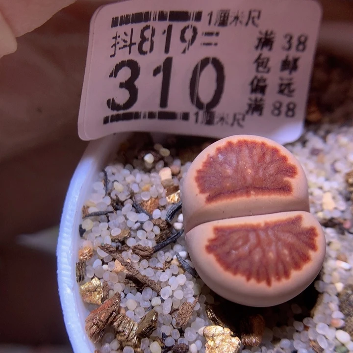 精品生石花819.310