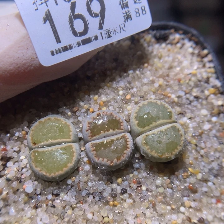 精品生石花1025.169