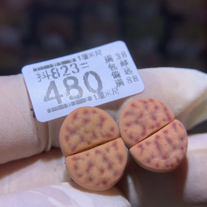 美美哒石石花823.480