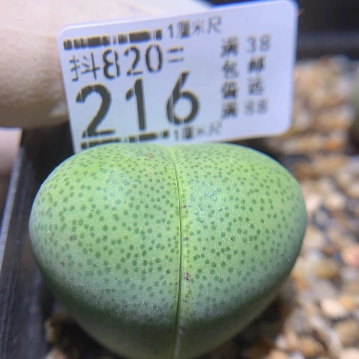精品生石花820.216