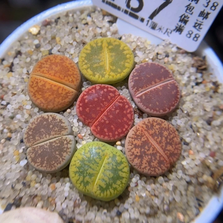 精品生石花824.187