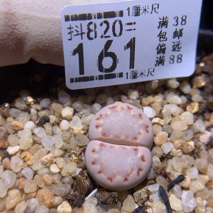 攒****精品生石花820.161