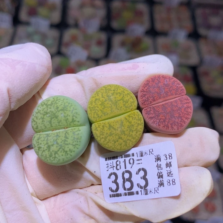 精品生石花819.383