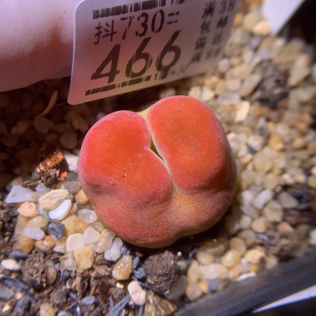精品生石花730.466