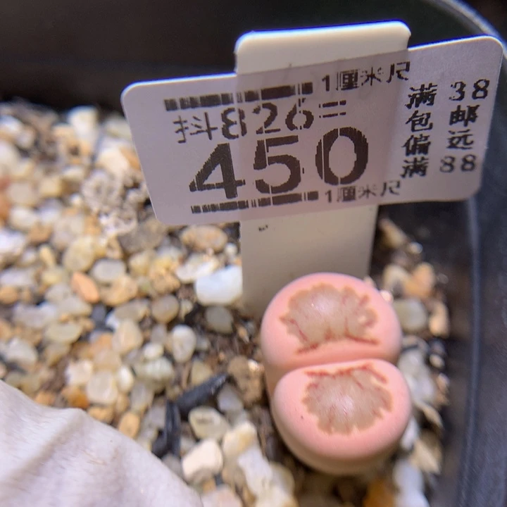 好好看的生石花826.450