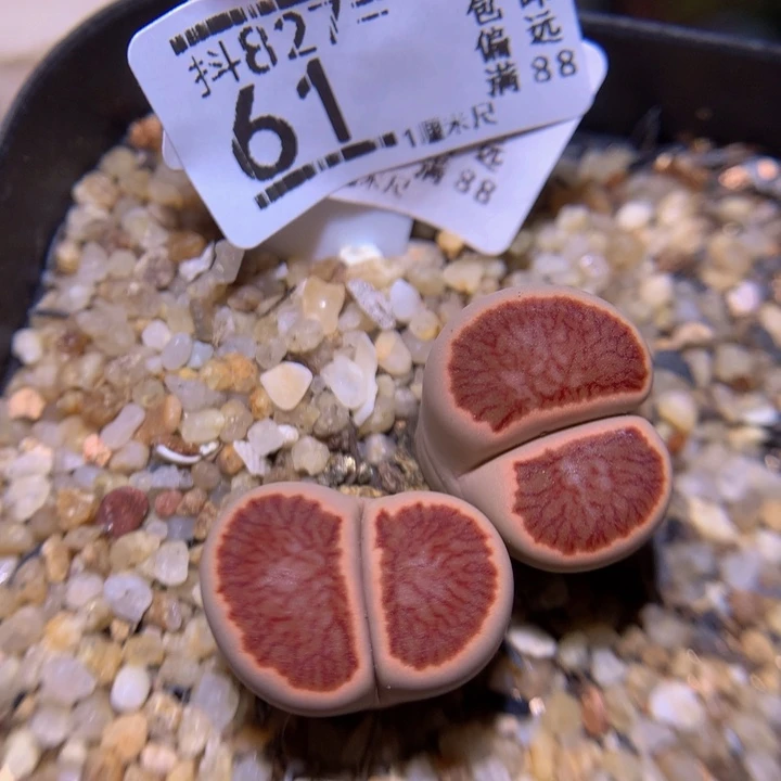 精品生石花827.61