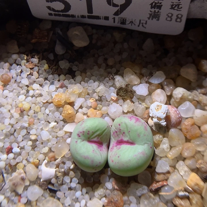 精品生石花827.519