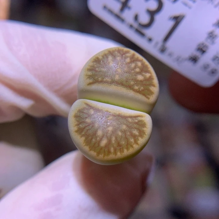精品生石花816.431高特黄绿菊