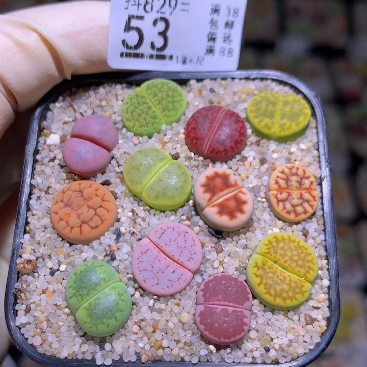 精品生石花829.53