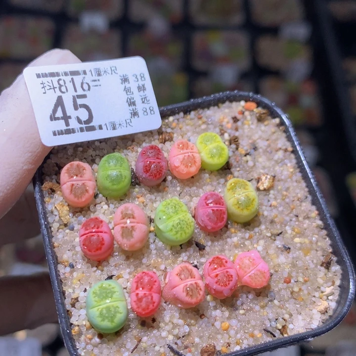 精品生石花816.45