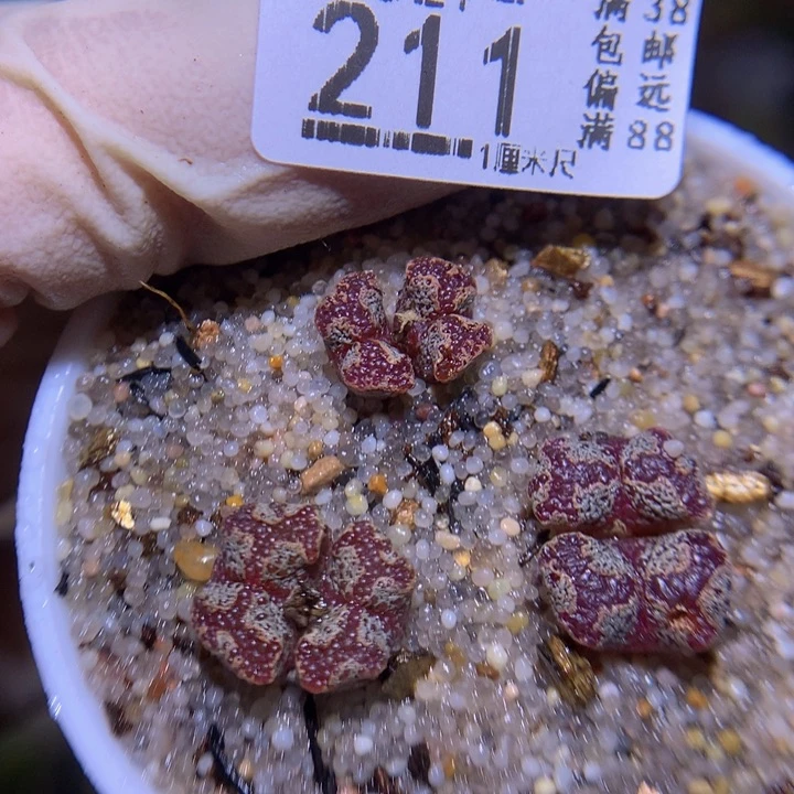 精品生石花827.211