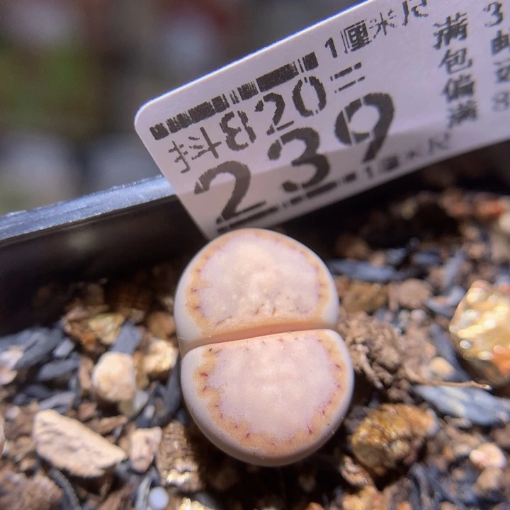 精品生石花820.239