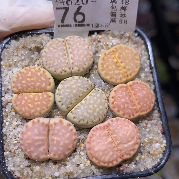 精品生石花820.76