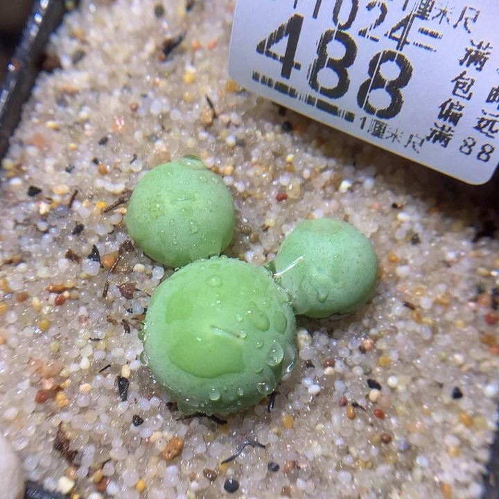 精品生石花1024.488