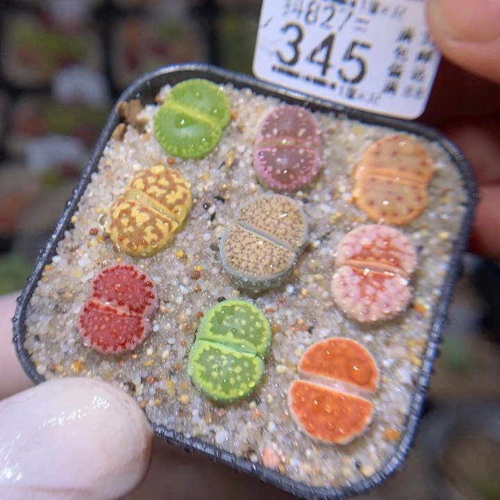 精品生石花827.345