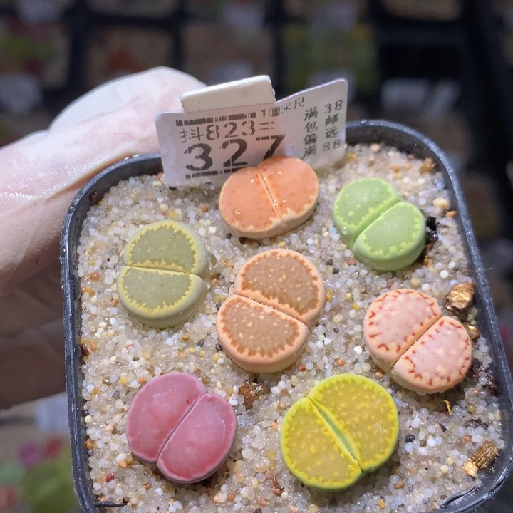 好看的生石花823.327