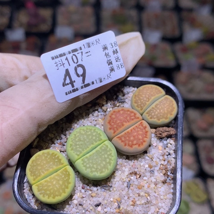 精品生石花107.49