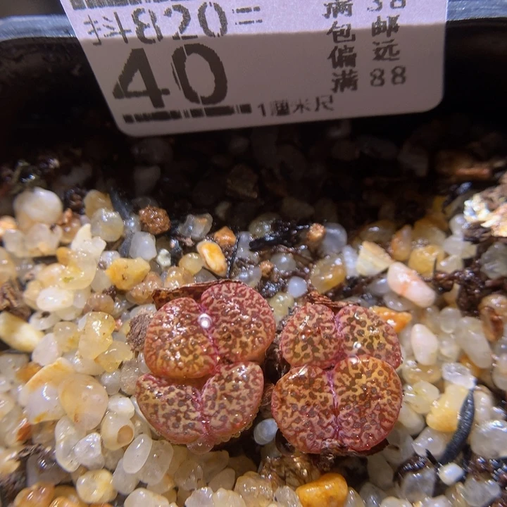 精品生石花820.40