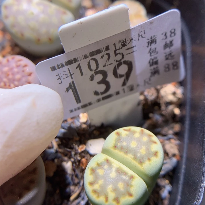 精品.生石花1025.139