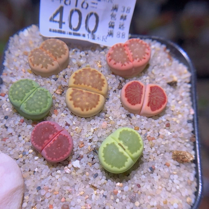 精品生石花816.400