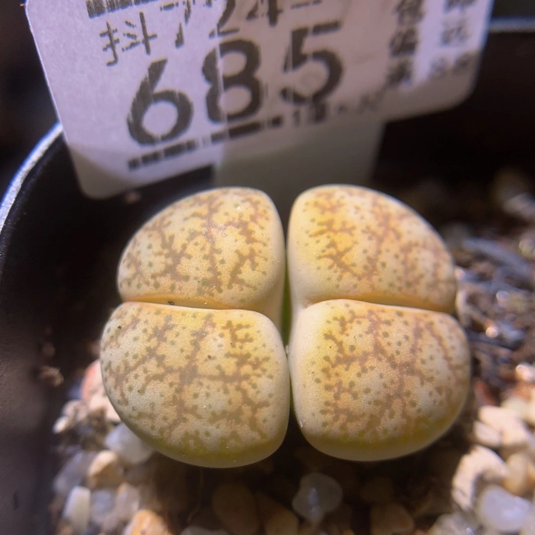 绝绝子生石花724.685