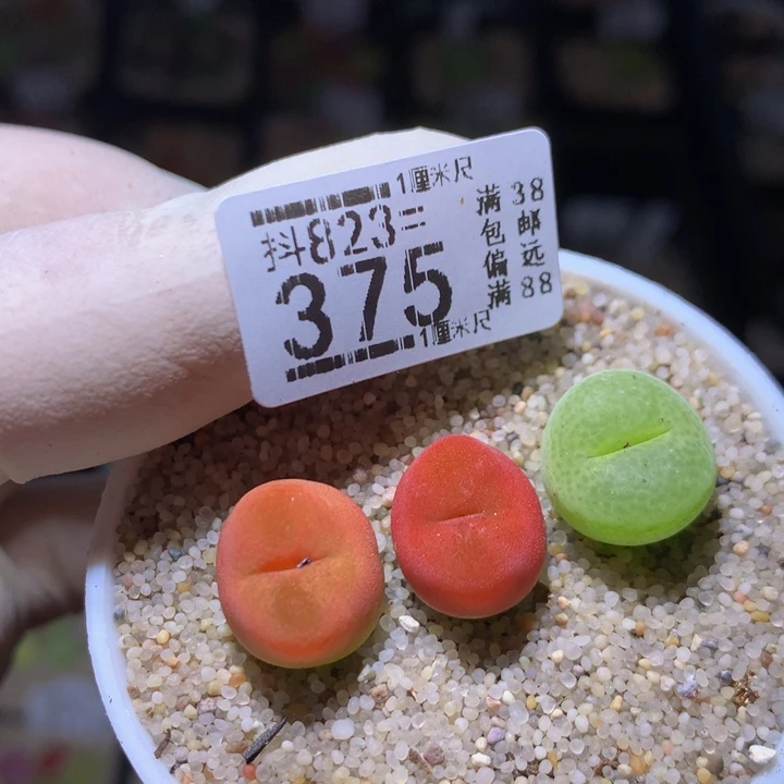 好看的生石花823.375