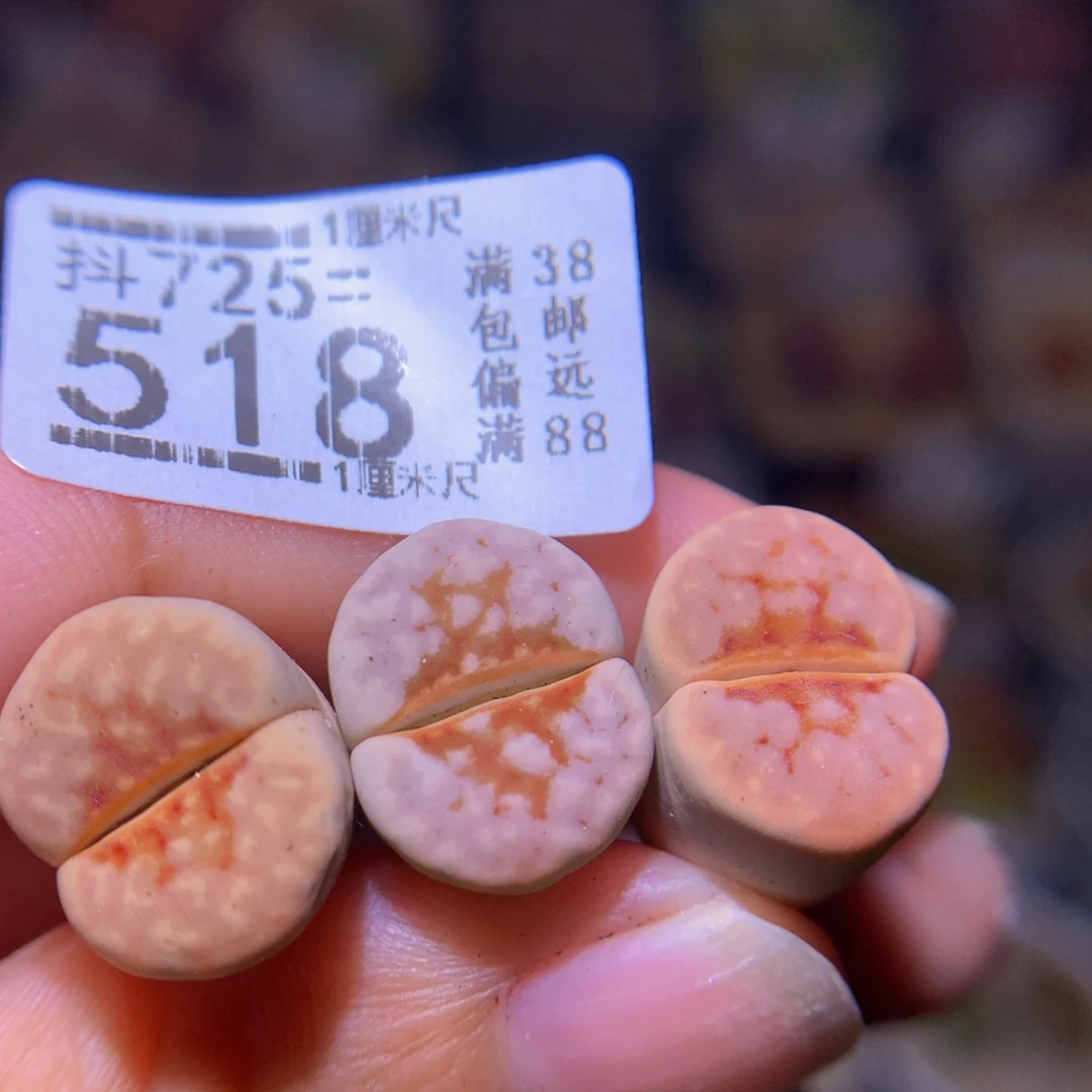 吆**咪精品生石花725.518