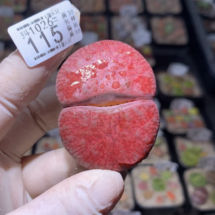 伍***ㅤ精品生石花1026.115