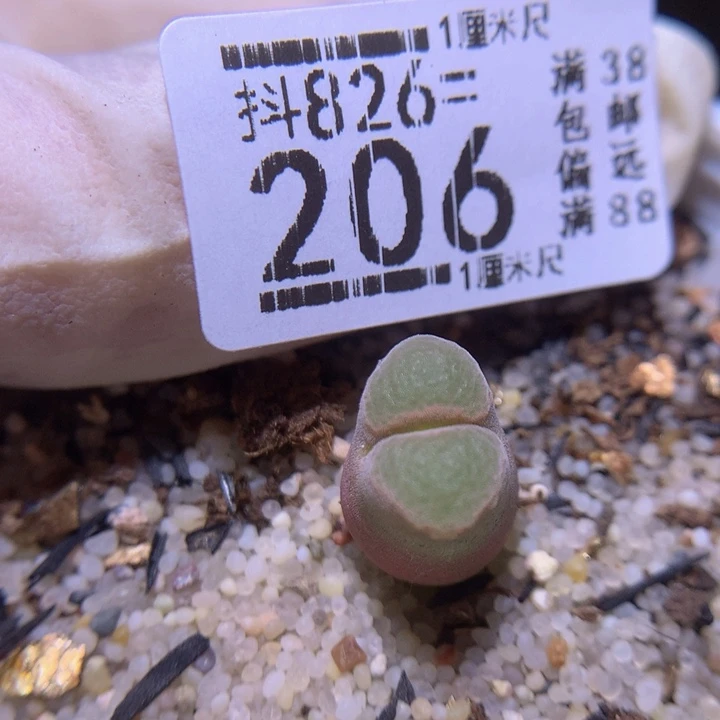 精品生花826.206