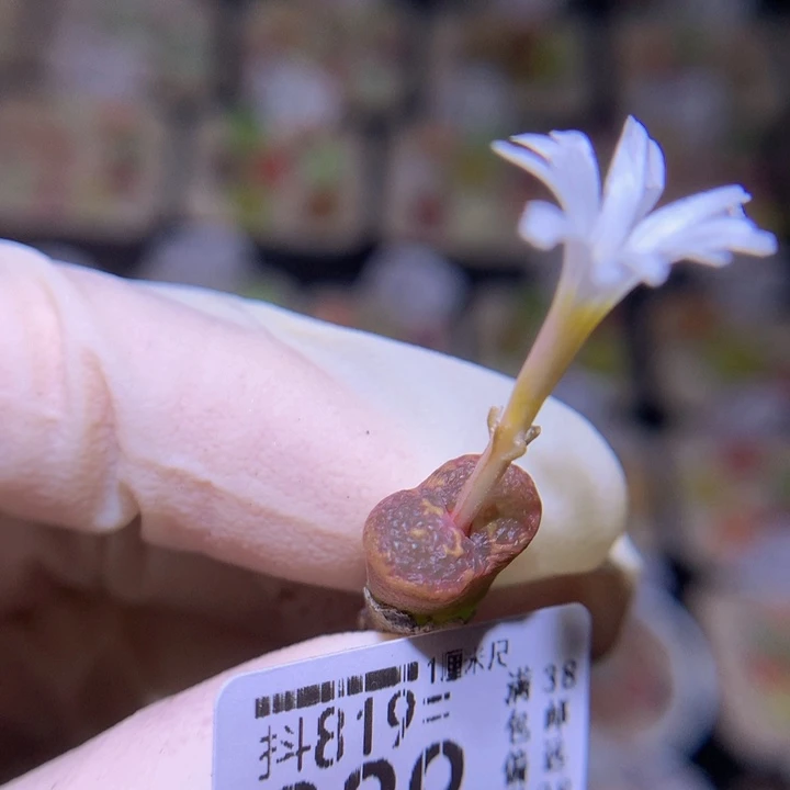 精品生石花819.329