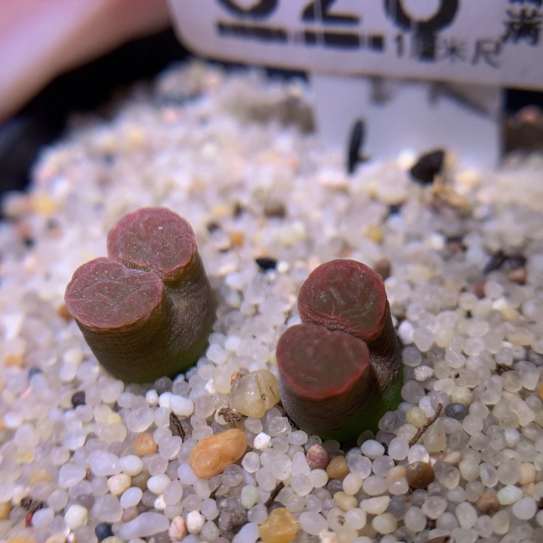 绝绝子生石花729.526