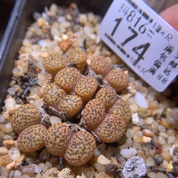 精品生石花816.174