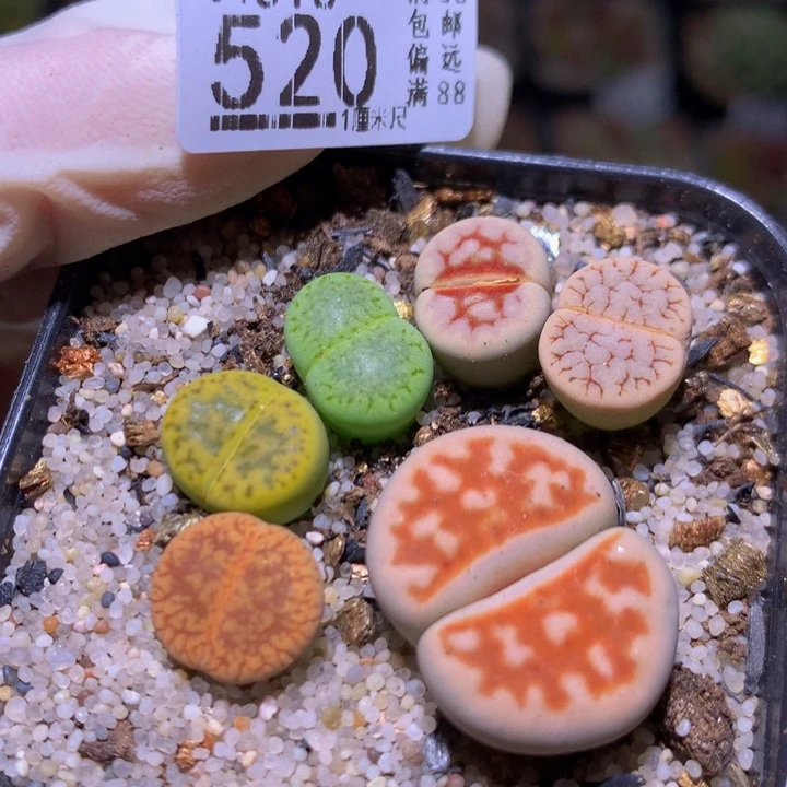 精品生石花816.520