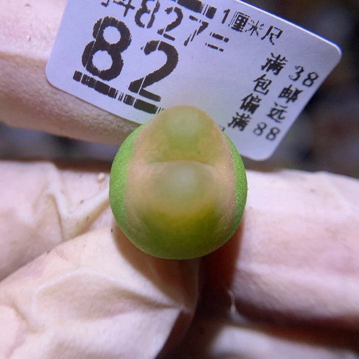 精品生石花827.82