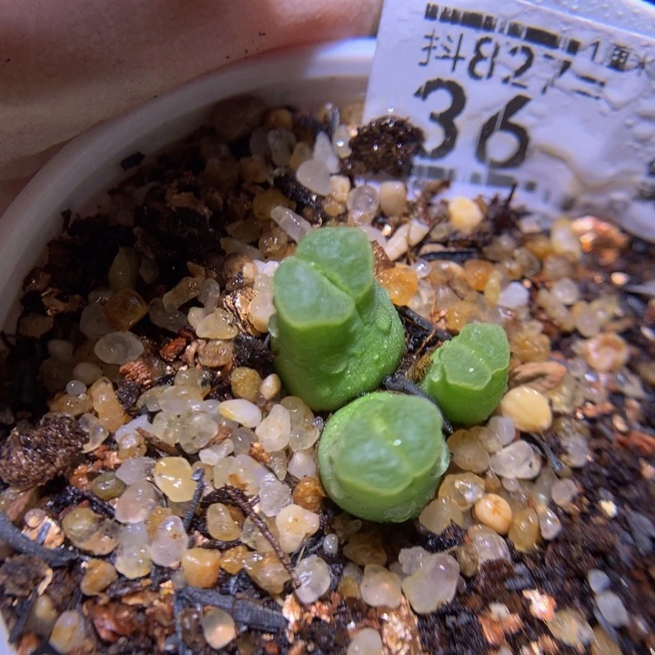 精品生石花827.36