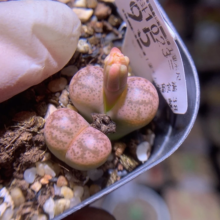 精品生石花1023.95