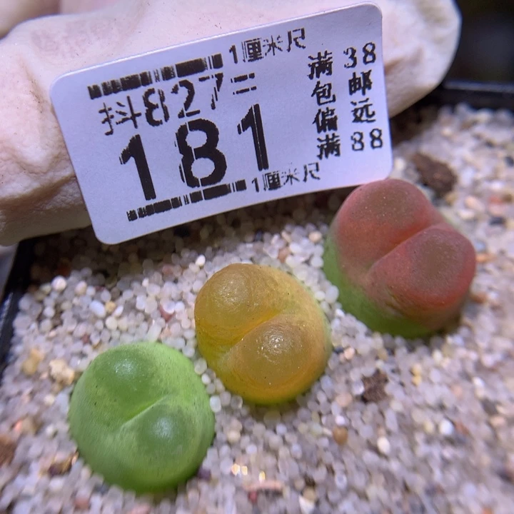 精品生石花827.181o泡