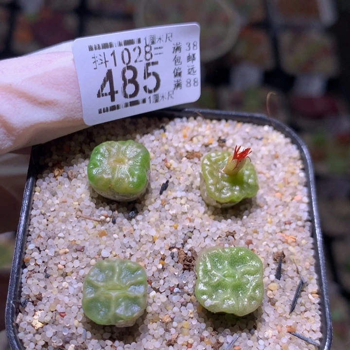 精品生石花1028.485