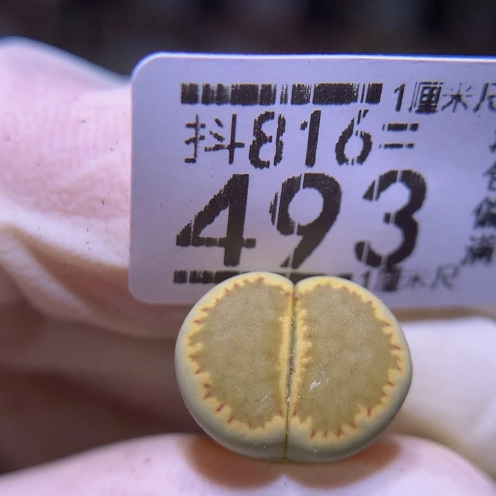 精品生石花816.493