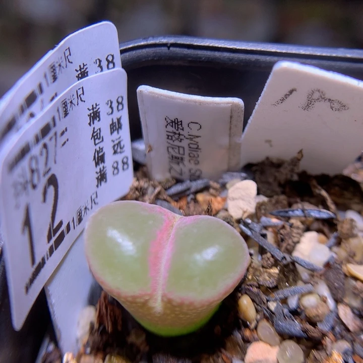 精品生石花827.12