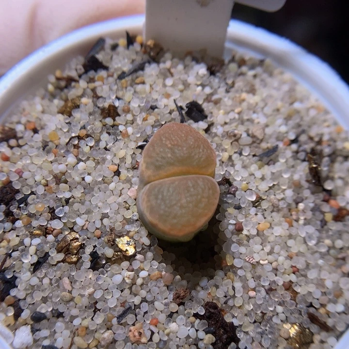 绝绝子生石花819.612