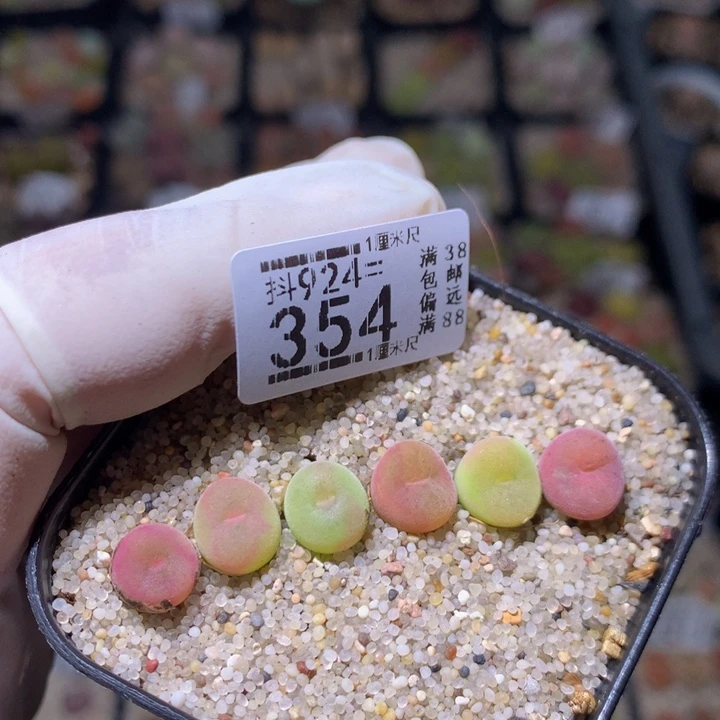 精品生石花924.354
