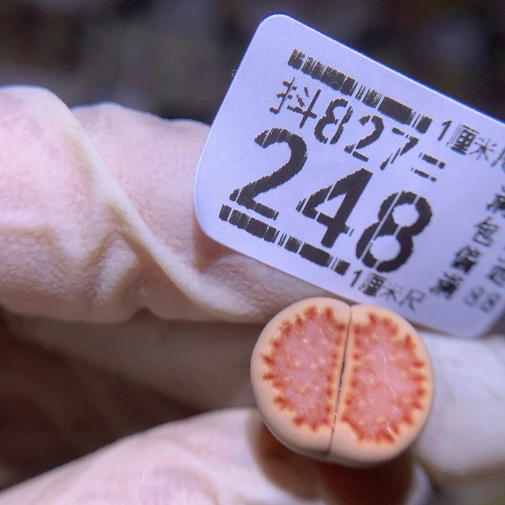 精品生石花827.248