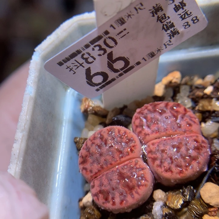 精品生石花830.66