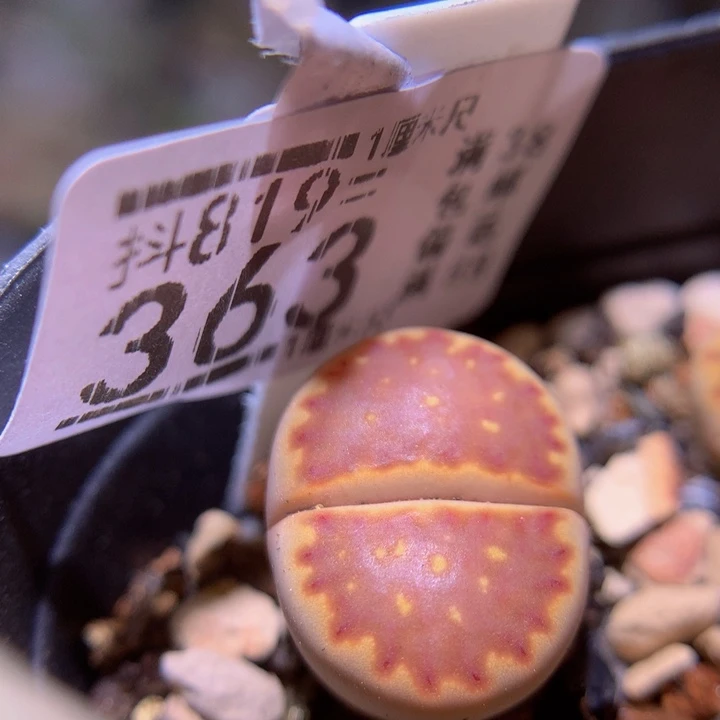 精品生石花819.363