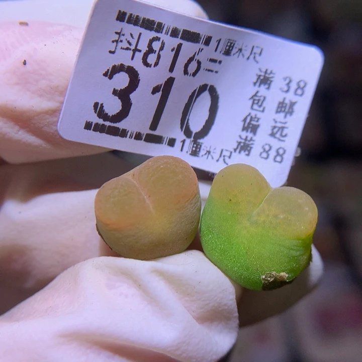 精品生石花816.310