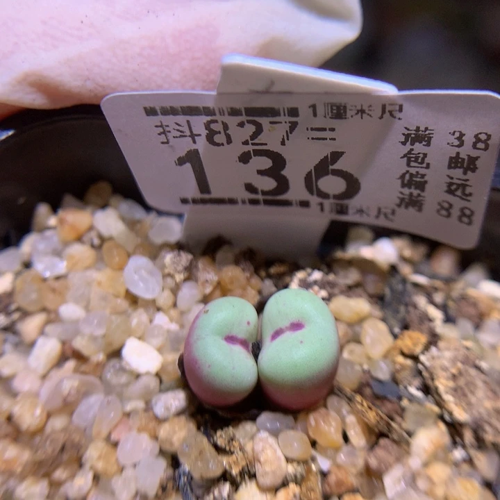 精品生石花827.136